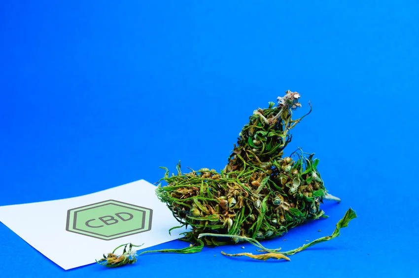 Fleur de CBD et résine de CBD